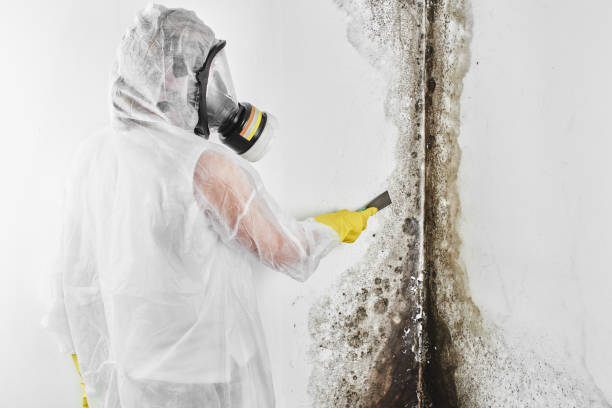 Best Black Mold Remediation in Bountiful, UT