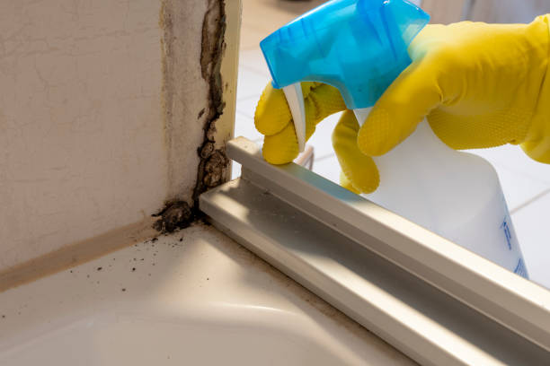 Best Emergency Mold Remediation in Bountiful, UT