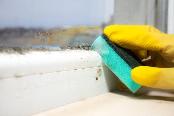 Best Bathroom Mold Remediation in Bountiful, UT